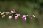 Showy milkwort